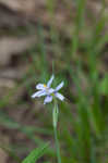 Prairie blue-eyed grass